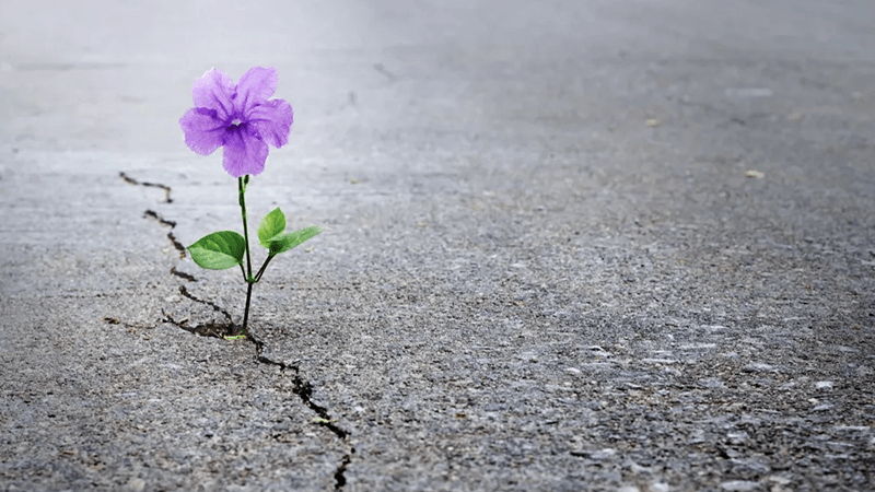 La résilience professionnelle : Comment rebondir après une crise ?